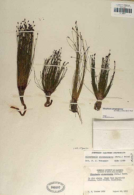 Sivun Eleocharis atropurpurea (Retz.) J. Presl & C. Presl kuva