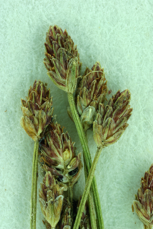 Sivun Eleocharis atropurpurea (Retz.) J. Presl & C. Presl kuva