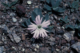 Image of Hooker's silene