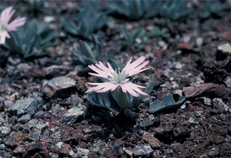 Image of Hooker's silene