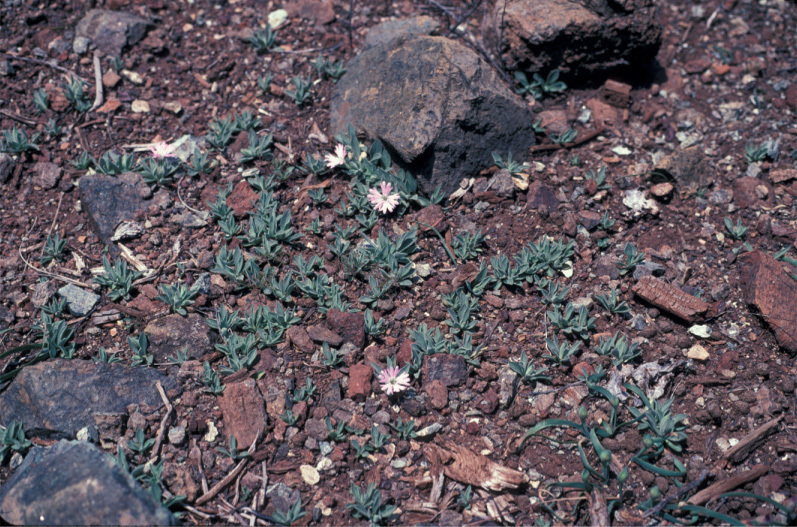 Image of Hooker's silene