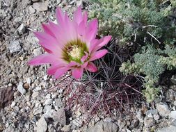 Image de Sclerocactus polyancistrus (Engelm. & J. M. Bigelow) Britton & Rose