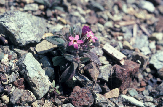 Image of serpentine collomia