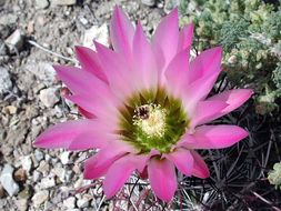 Image de Sclerocactus polyancistrus (Engelm. & J. M. Bigelow) Britton & Rose