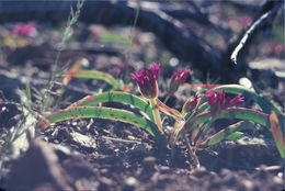 Image of scytheleaf onion