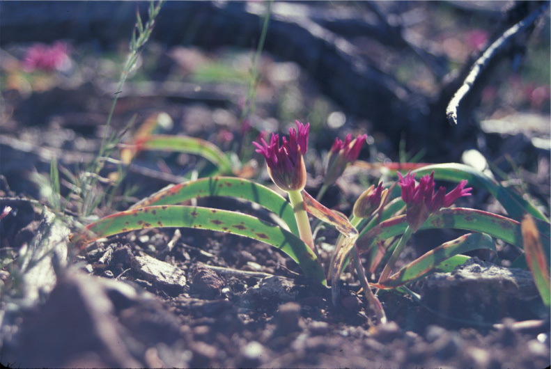 Image de Allium falcifolium Hook. & Arn.
