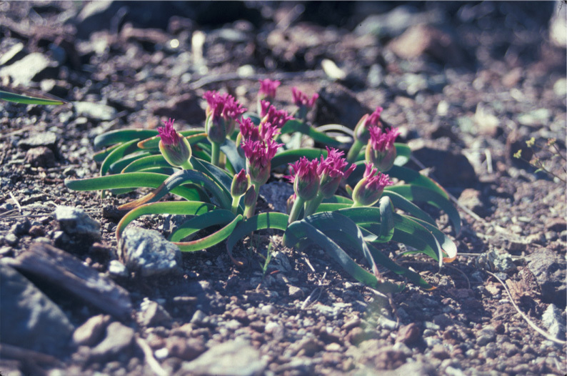 Image de Allium falcifolium Hook. & Arn.