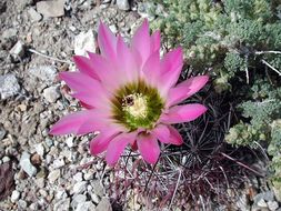 Image de Sclerocactus polyancistrus (Engelm. & J. M. Bigelow) Britton & Rose