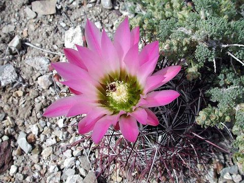 صورة Sclerocactus polyancistrus (Engelm. & J. M. Bigelow) Britton & Rose