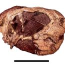 Image of Diictodon