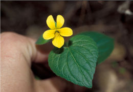 Image of Pioneer Violet