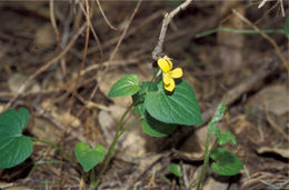 Image of Pioneer Violet