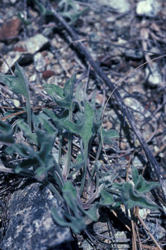 Image of coast range false bindweed