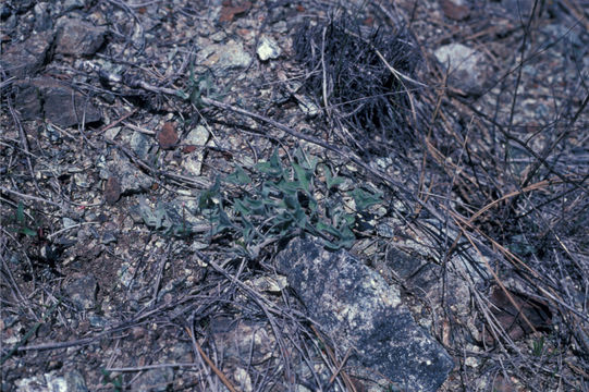 Image of coast range false bindweed