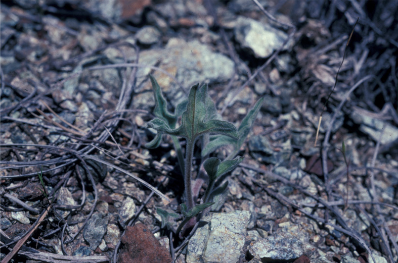 Image of coast range false bindweed