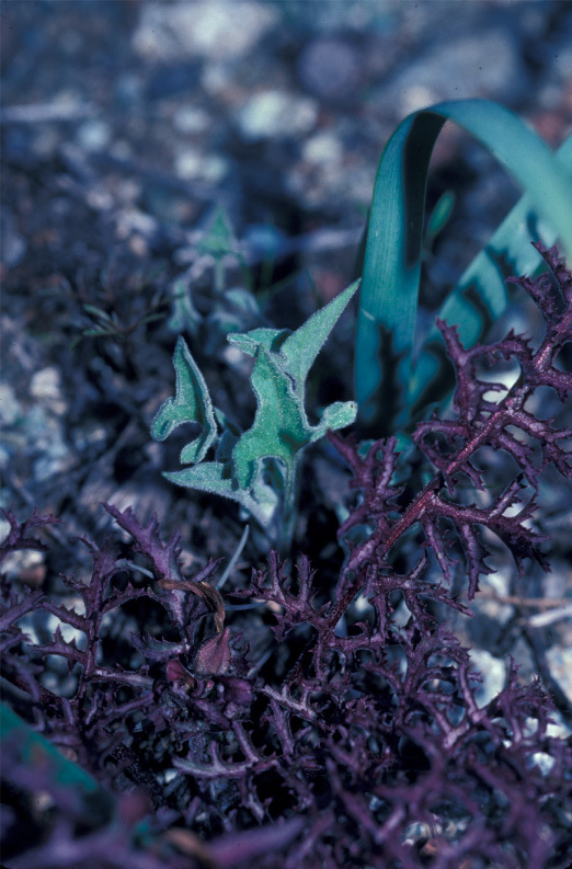 Image of coast range false bindweed