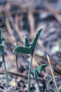 Image of coast range false bindweed