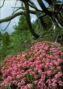 Image of garland flower