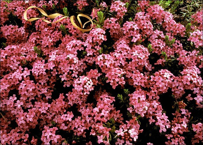 Image of garland flower