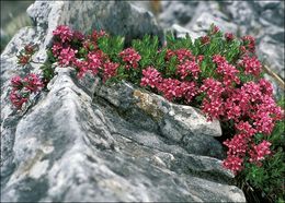 Image of garland flower