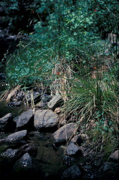 Image of Mendocino Sedge