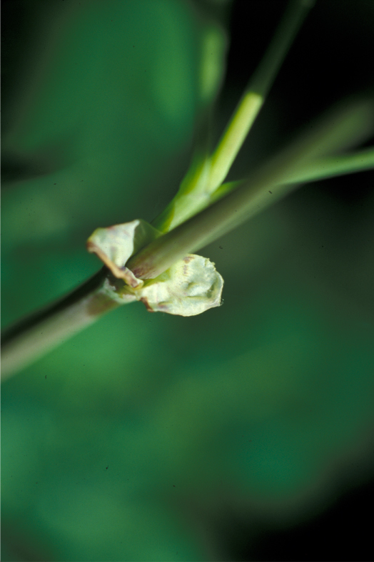 Слика од Thalictrum occidentale A. Gray