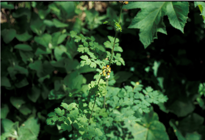 Слика од Thalictrum occidentale A. Gray