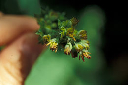 Слика од Thalictrum occidentale A. Gray