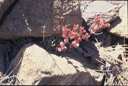 <i>Sedum laxum</i> ssp. <i>eastwoodiae</i>的圖片