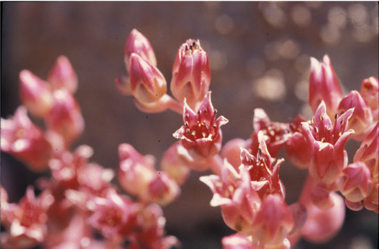 Image of <i>Sedum laxum</i> ssp. <i>eastwoodiae</i>