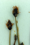 Image of Bolander's Spike-Rush