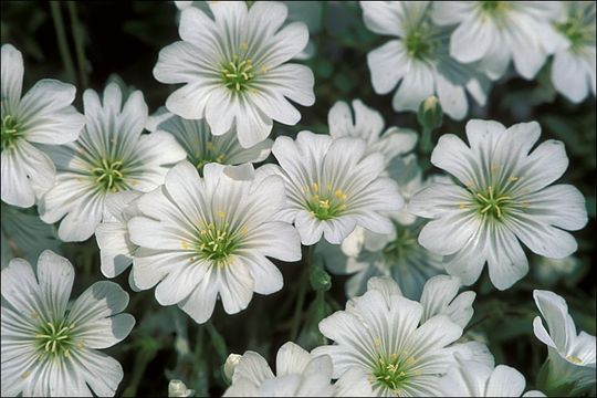 Image of Cerastium carinthiacum Vest