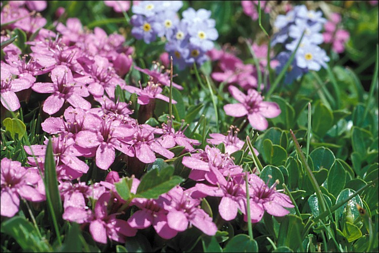 Image of moss campion