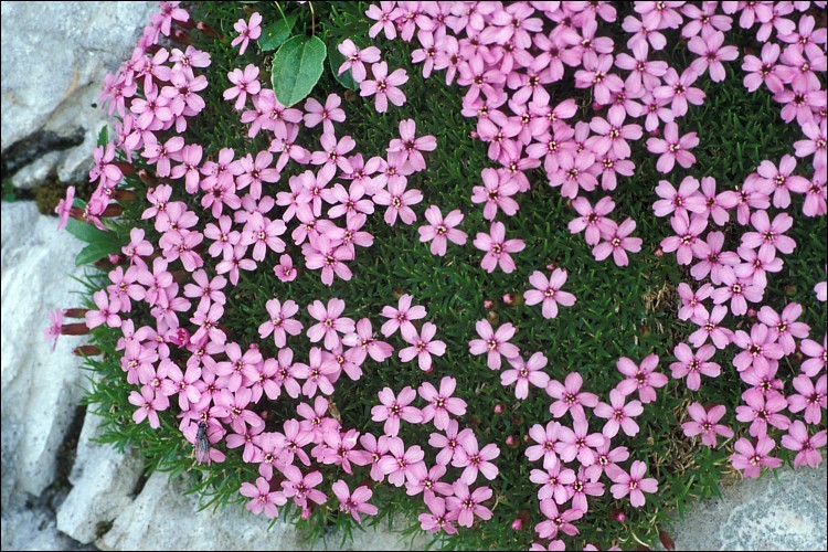 Image of moss campion