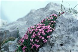 Image of moss campion