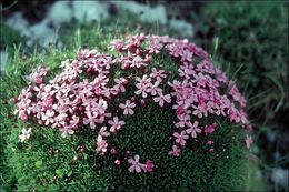 Image of moss campion