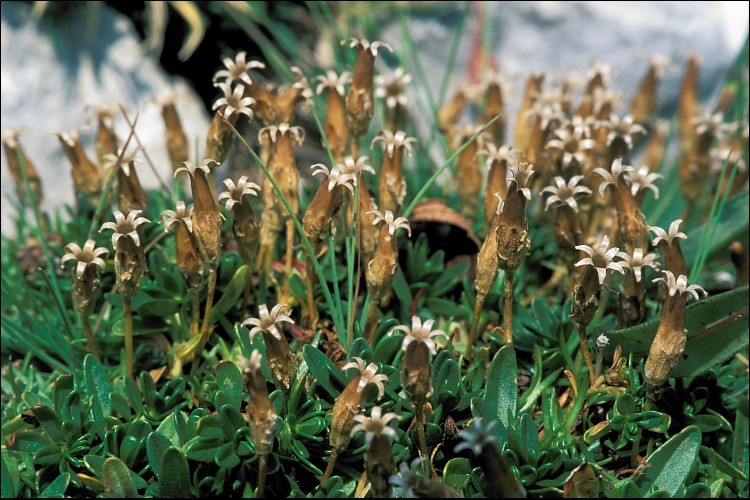 Image of moss campion