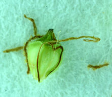 Image of black sand spikerush