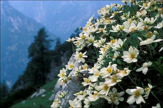 Imagem de Dryas octopetala L.