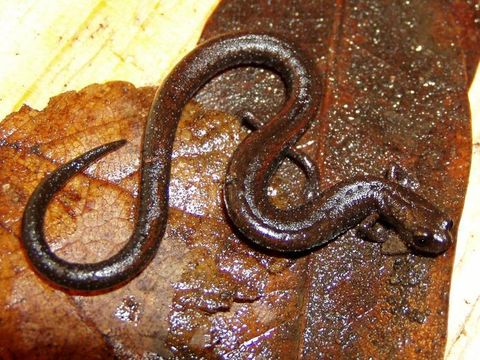 Image of San Simeon Slender Salamander