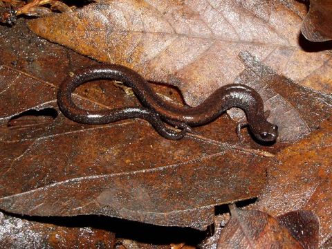 Image of San Simeon Slender Salamander