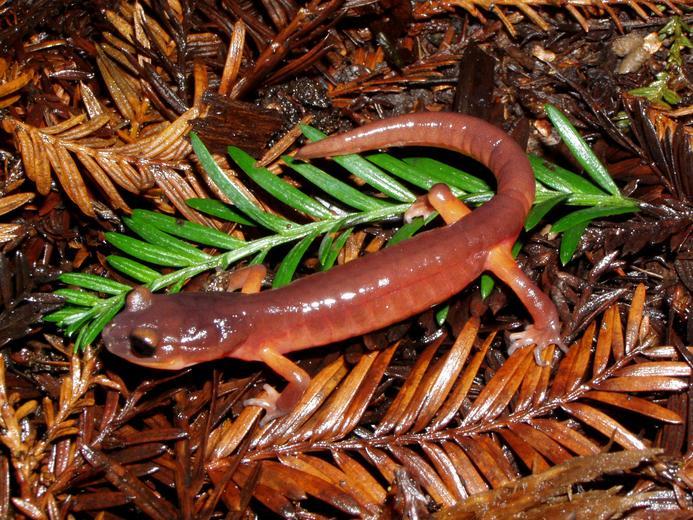 Image of Common Ensatina