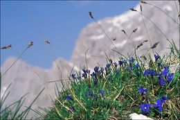 Image of spring gentian