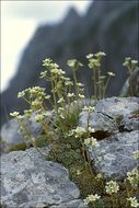 Image of Livelong Saxifrage