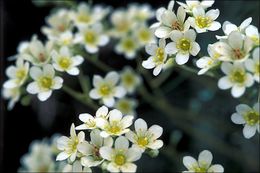 Image of Livelong Saxifrage