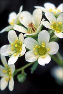 Image of Livelong Saxifrage