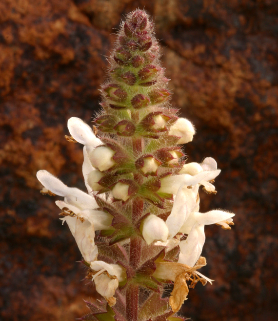 Imagem de Stachys pycnantha Benth.