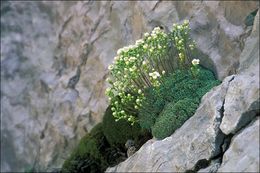 Слика од Saxifraga caesia L.