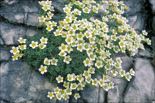 Sivun Saxifraga caesia L. kuva