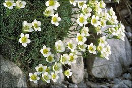 Слика од Saxifraga caesia L.